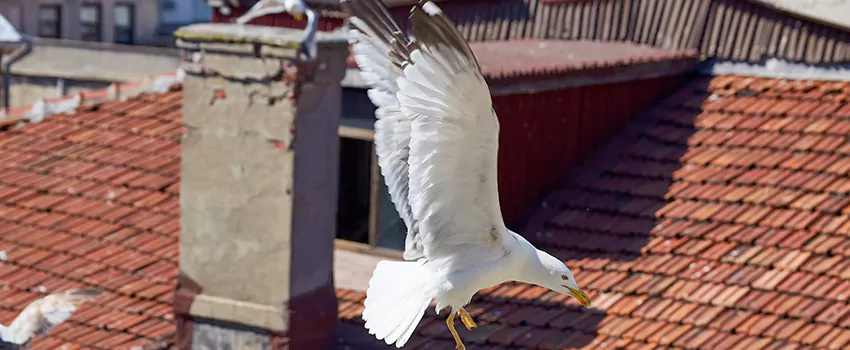 Residential Chimney Animal Removal Solution in Horizon City, TX