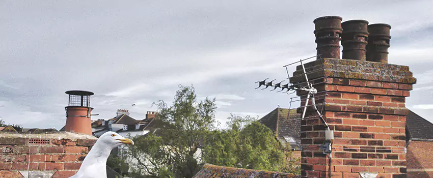 Chimney Cleaning And Restoration in Horizon City, Texas